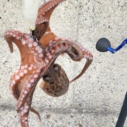 マダコ