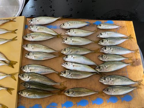 アジの釣果