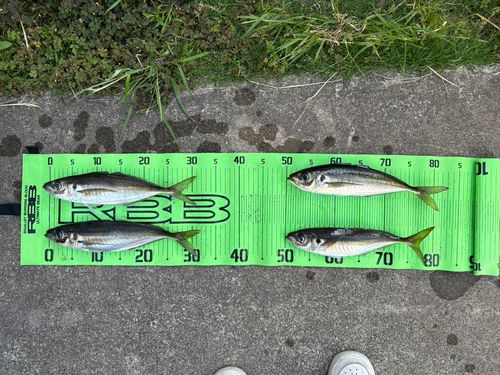 マアジの釣果