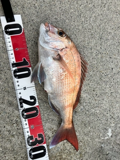 タイの釣果