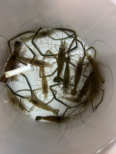 テナガエビの釣果