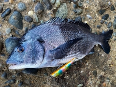 クロダイの釣果