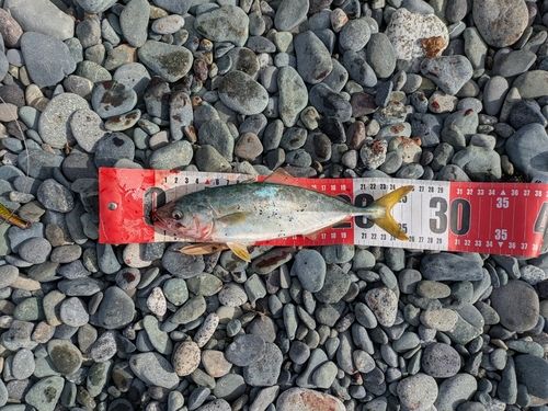 ワカシの釣果