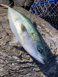 ハマチの釣果