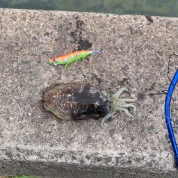 コウイカ