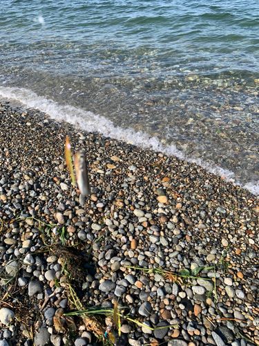 チアユの釣果
