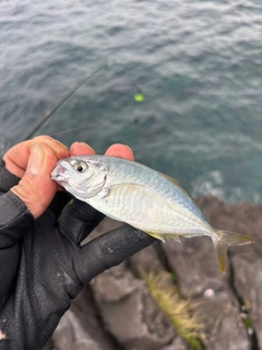 シマアジの釣果