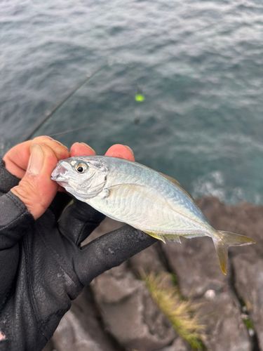 シマアジの釣果