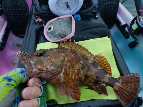 カサゴの釣果