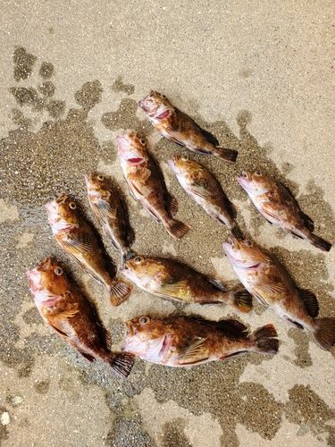 カサゴの釣果