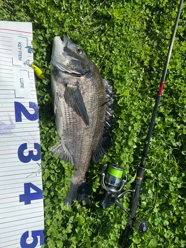 クロダイの釣果