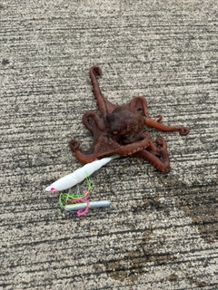 タコの釣果