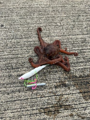 タコの釣果