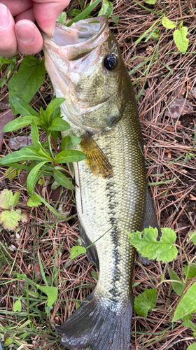 ブラックバスの釣果
