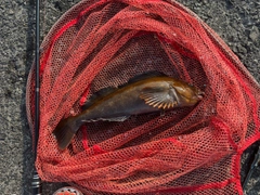 アイナメの釣果