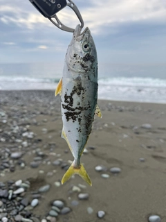 ワカシの釣果