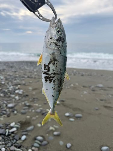ワカシの釣果