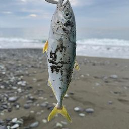 ワカシ