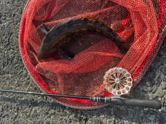 アイナメの釣果