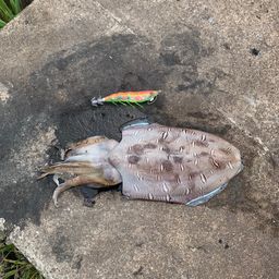 モンゴウイカ