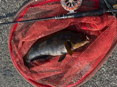 アイナメの釣果