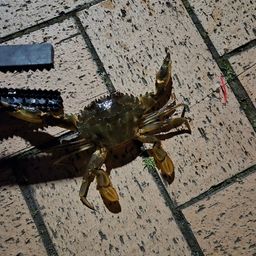 ガザミ
