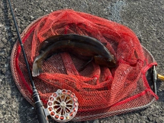 アイナメの釣果