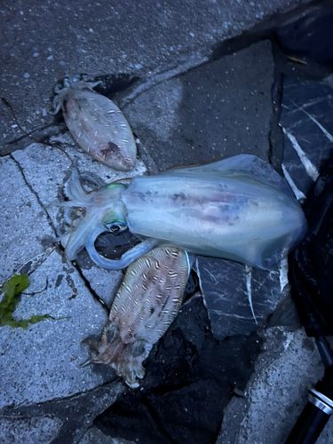 アオリイカの釣果