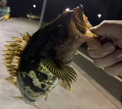 タケノコメバルの釣果