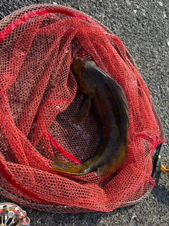 アイナメの釣果