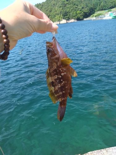 アカハタの釣果