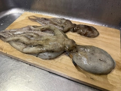 タコの釣果