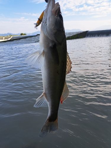 セイゴ（マルスズキ）の釣果