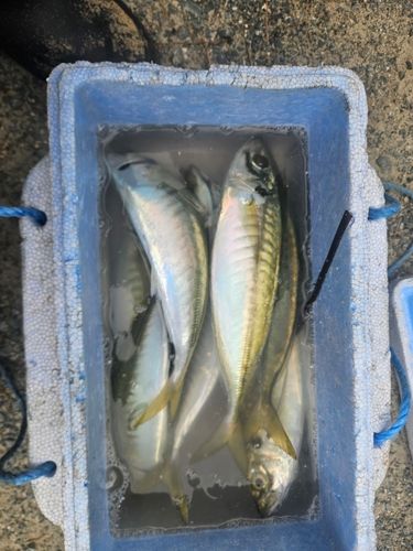 アジの釣果