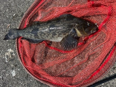 アイナメの釣果