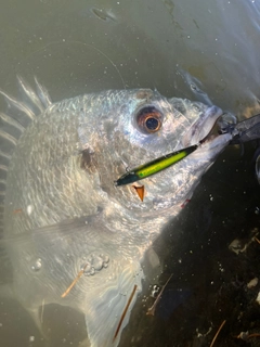 キビレの釣果