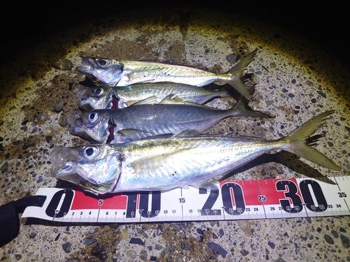 アジの釣果