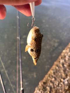 ショウサイフグの釣果