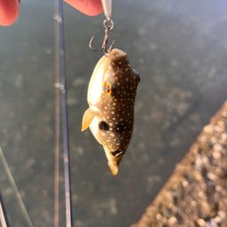 ショウサイフグ