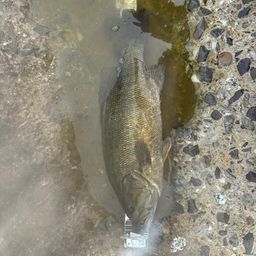 スモールマウスバス