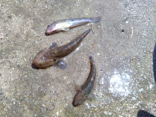シモフリシマハゼの釣果