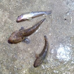 シモフリシマハゼ