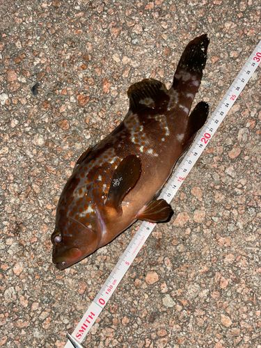 キジハタの釣果