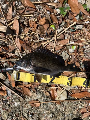 クロダイの釣果