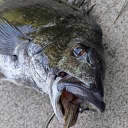 クロダイ