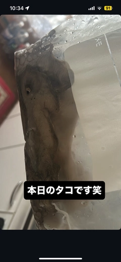 タコの釣果