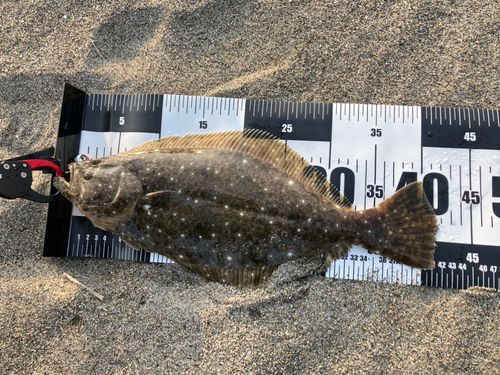 ヒラメの釣果