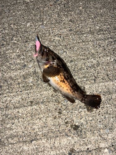メバルの釣果