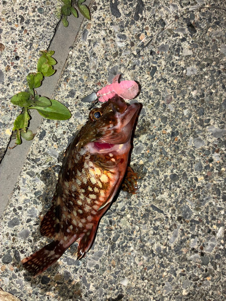 カサゴ