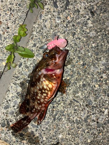カサゴの釣果